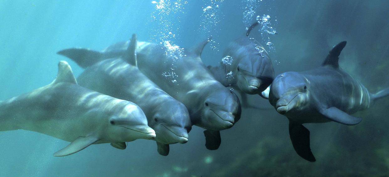 Free Dolphin Playshop Dolphins with Cyndie Lepori