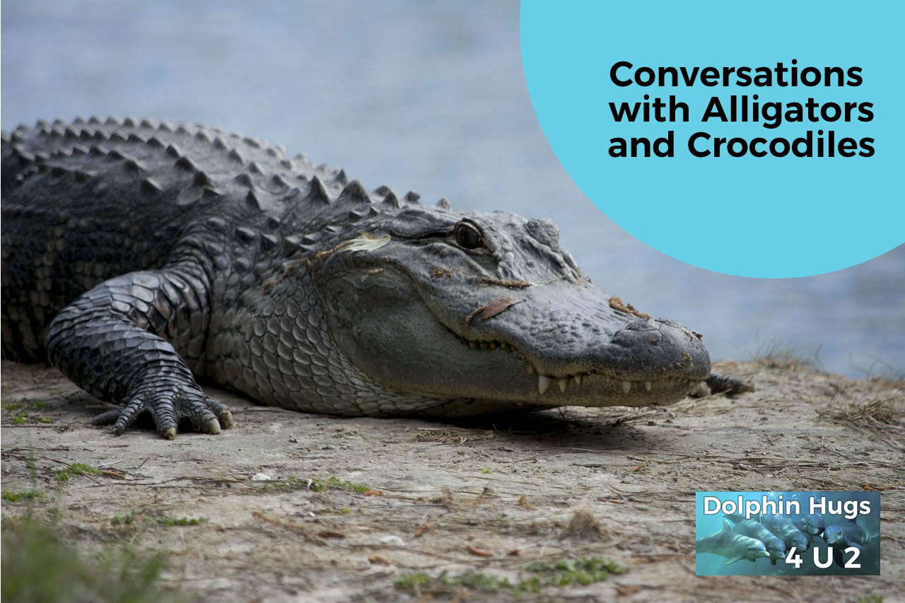 Animal Communication with Alligators & Crocodiles